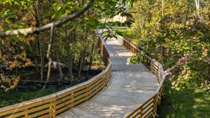 A wooden boardwalk curving through a wooded area with a wooden railing. - KOTI 1 (Two Bedroom) Traverse City's Scandinavian Cabins, vacation home on TART & mins to Traverse C... (Williamsburg)