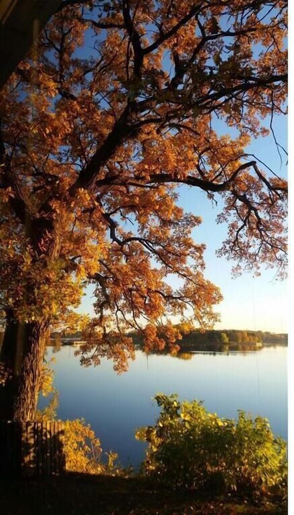 A tree with autumn leaves in front of a calm lake. - 200' of Shoreline for Great Fishing - Park Place on Foot Lake in Willmar MN (Willmar)