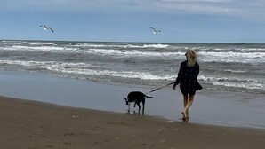 Une scène de plage où l’on voit une personne promener un chien le long du rivage.