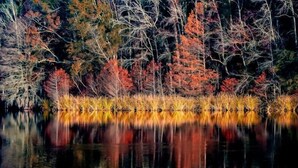 Un lago tranquilo que refleja árboles y hierba.