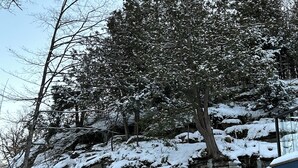 A snow-covered outdoor area with a wooden bench and Adirondack chairs, a mailbox, and a rocky hillside. - The Rowanwood - Muskoka Cottage Retreat (Huntsville)