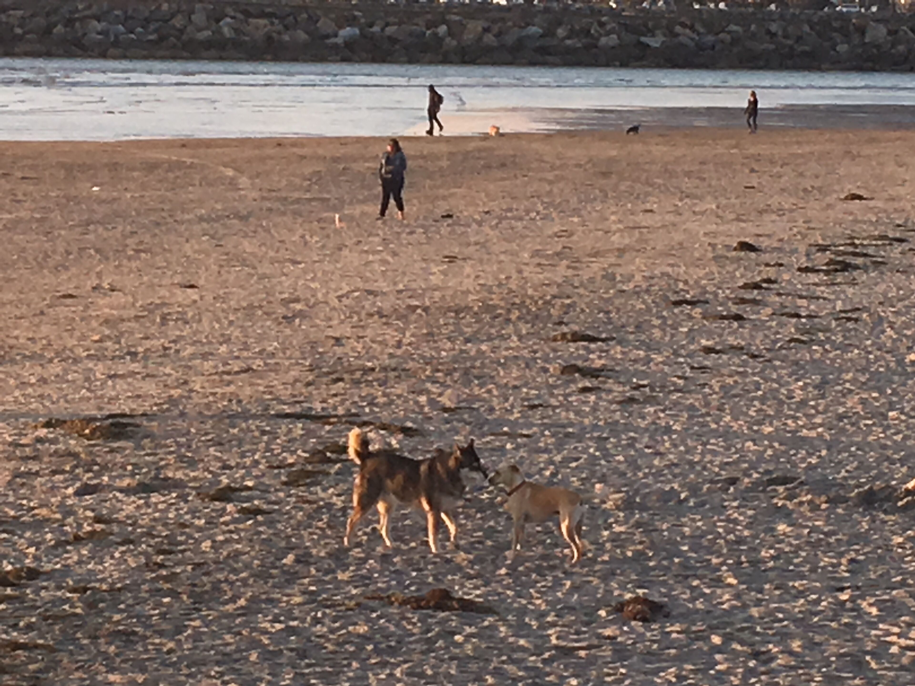 En strand med folk och hundar.