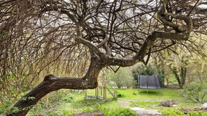 Een tuin met een boom, een schommel en een trampoline.