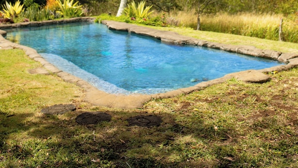 Piscina rodeada por vegetação exuberante e uma palmeira.