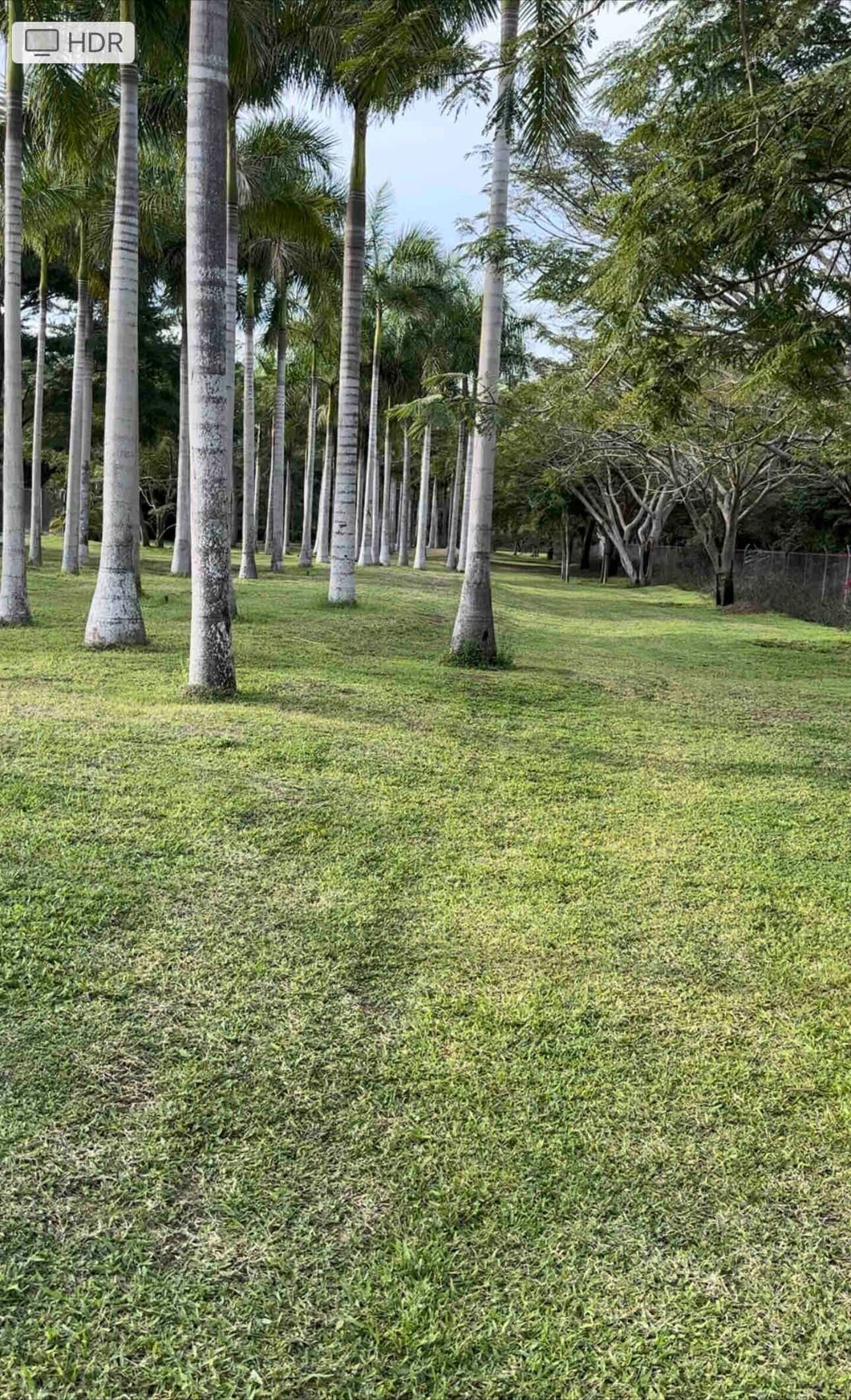 A row of tall palm trees in a grassy area with a sign indicating HDR.