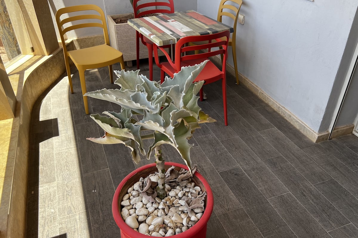 Une plante en pot aux larges feuilles, placée dans un pot rouge, une table en bois au plateau rayé et deux chaises, une jaune et une rouge, dans une pièce dont le sol est recouvert de carreaux.