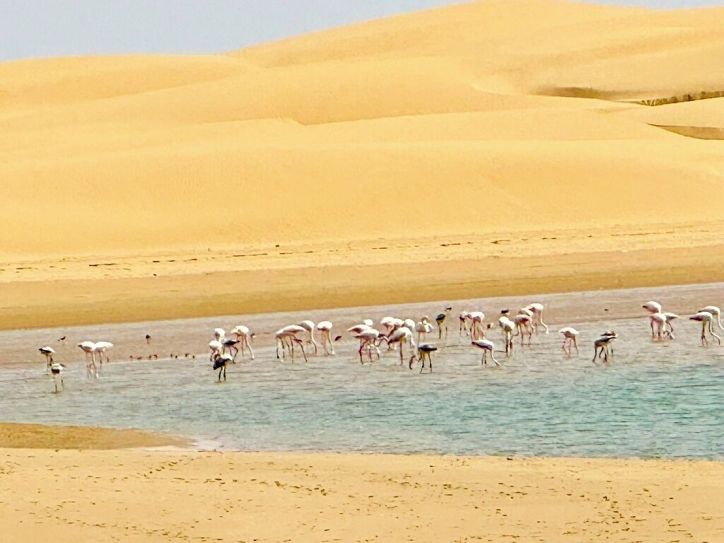 A desert landscape with sand dunes and a group of flamingos standing in shallow water.