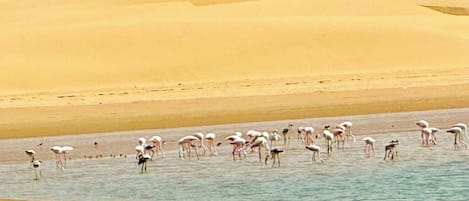 A desert landscape with sand dunes and a group of flamingos standing in shallow water.