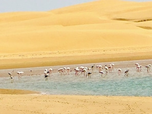 جولة سفاري