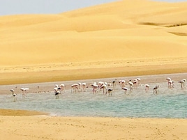 Paisaje desértico con dunas de arena y un grupo de flamencos de pie en aguas poco profundas.