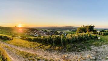 Un paysage rural avec un vignoble, un chemin de terre et un petit village au loin.