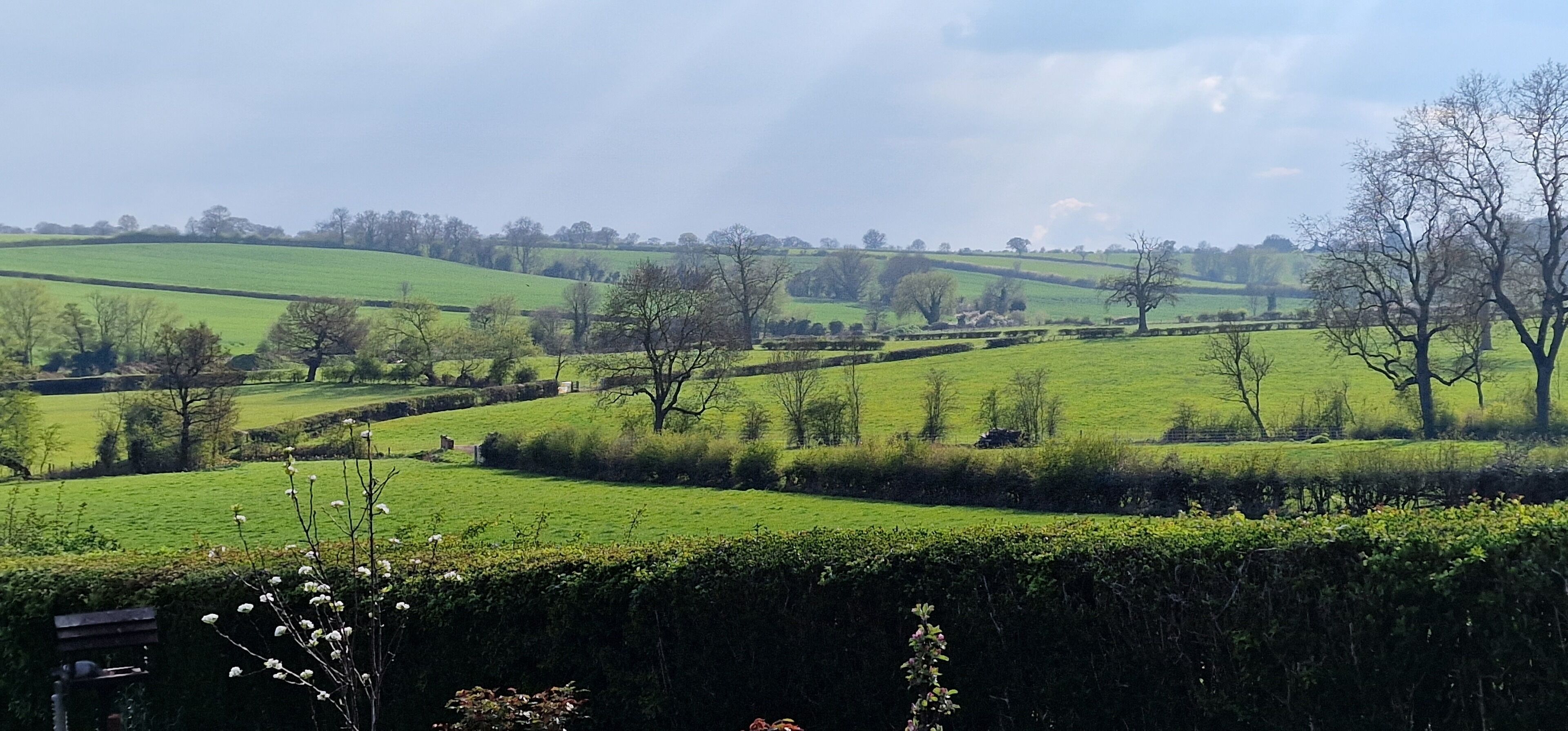 A rural landscape with rolling green fields, hedgerows, and scattered trees.