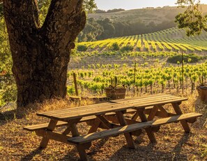 A wooden picnic table with benches in a vineyard setting. - 40-Acre Vineyard Estate + Spa Tub | BBQ + Decks | Dunning Ranch Guest Buyout (Paso Robles)