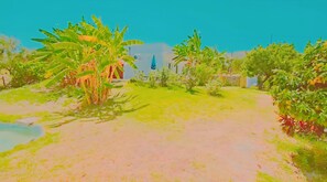 Un jardin avec différentes sortes de plantes et un ciel dégagé.