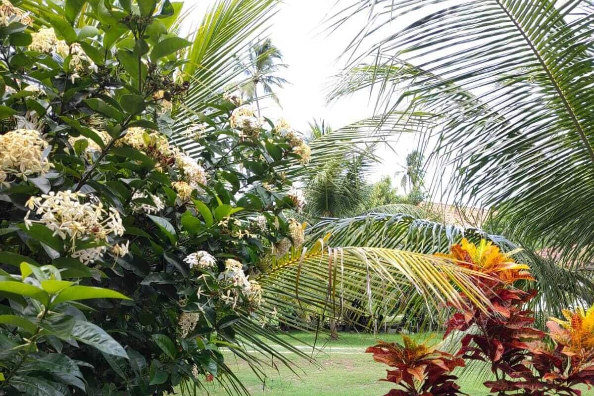 Un jardin agrémenté d’une table en pierre et de deux tabourets, entouré d’une végétation luxuriante et de plantes en fleurs.