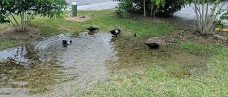 A pond with ducks and a bird in the water.