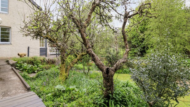 A garden with a variety of plants and a tree in front of a building with a window and a door. - Myrtle Villa (Knighton)