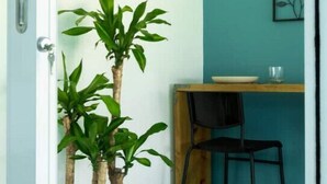 Une pièce avec une plante en pot, une table en bois et une chaise noire.