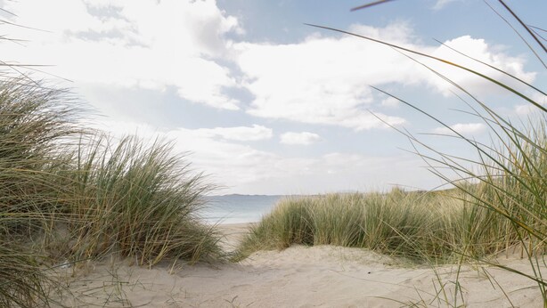 Een zanderig strand met hoog gras op de voorgrond en een heldere lucht op de achtergrond.