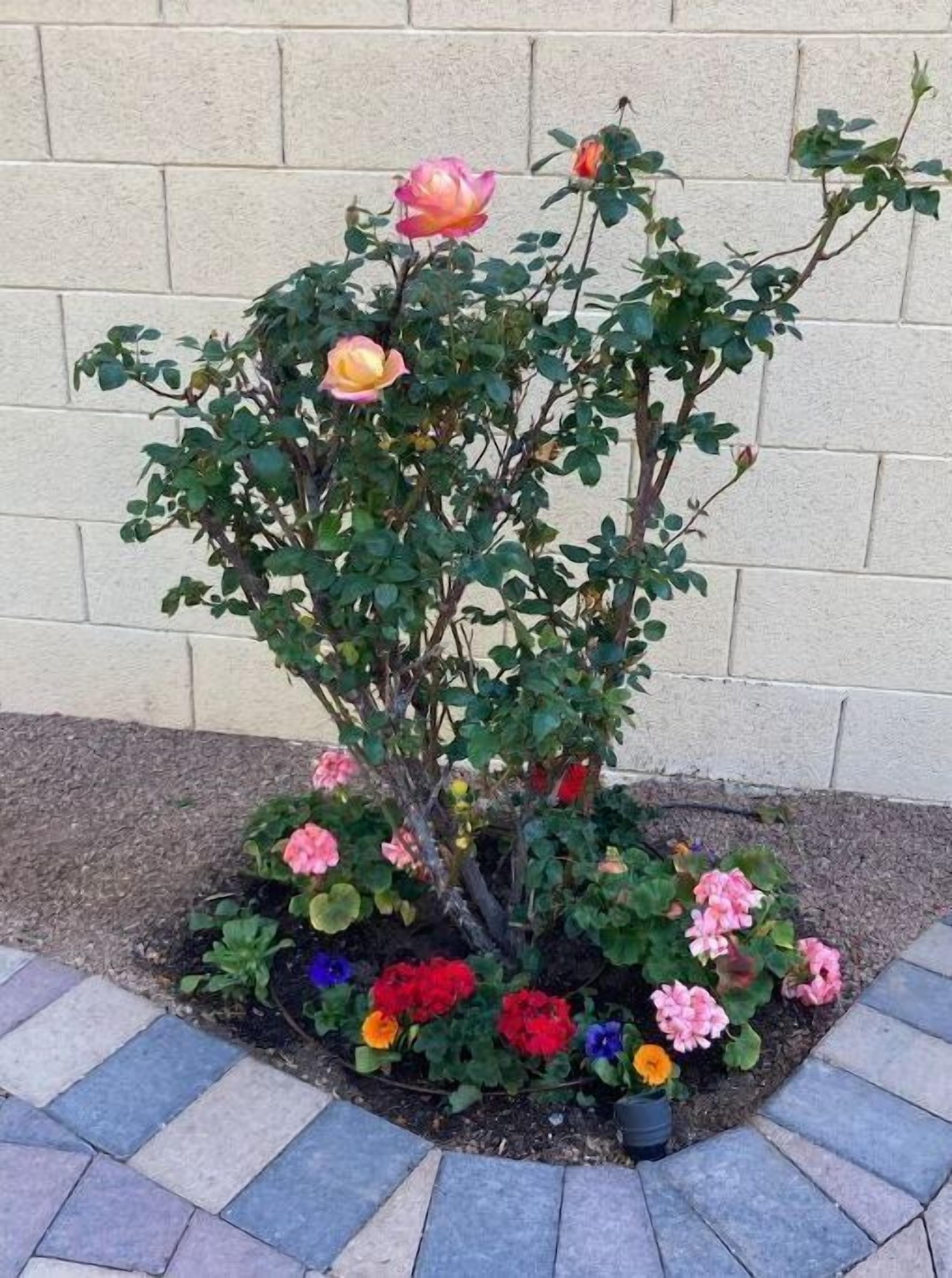 A rose bush with pink and yellow flowers, surrounded by colorful flowers in a planter.