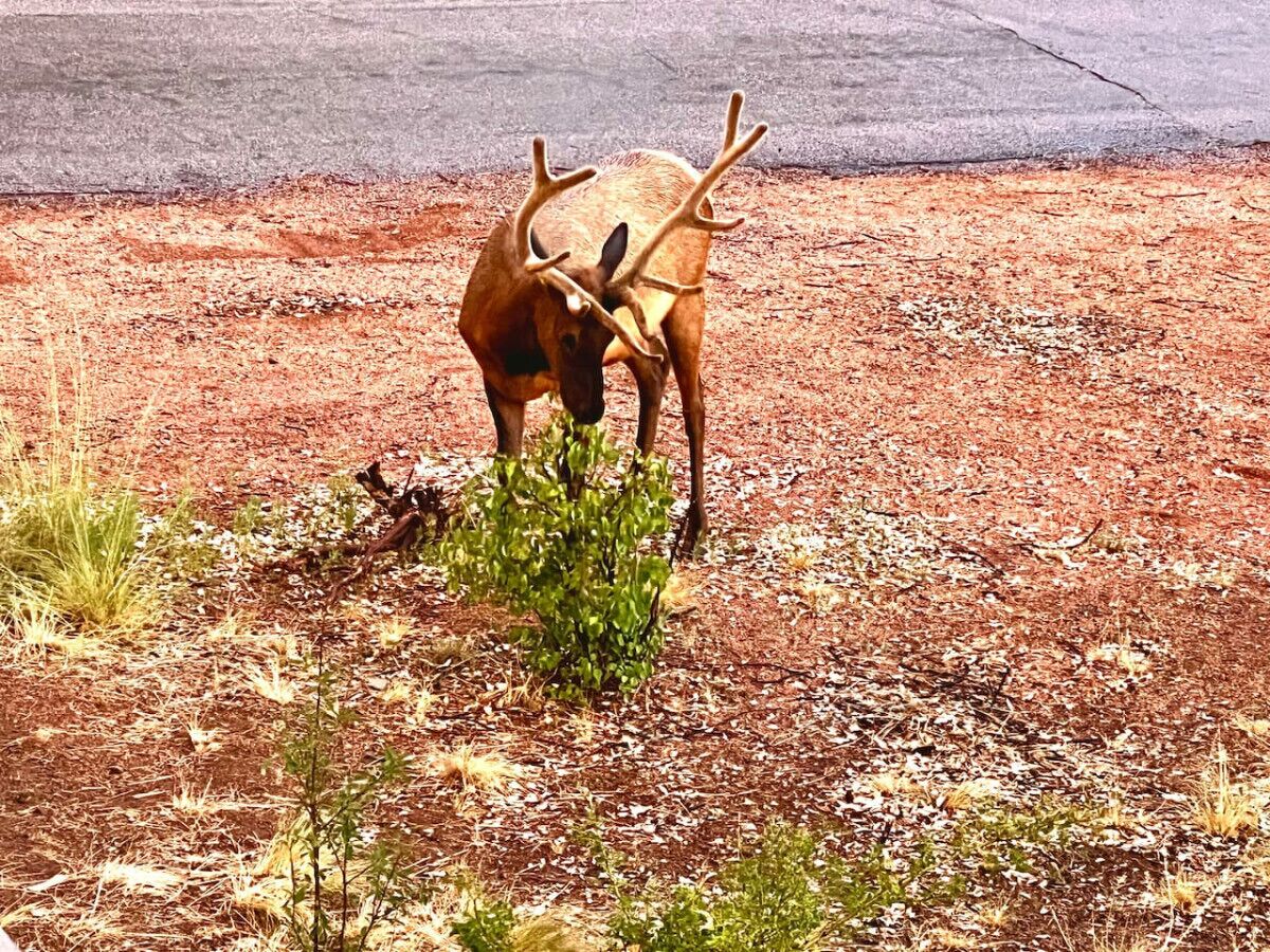 A deer in a natural setting with sparse vegetation and a concrete surface in the background.
