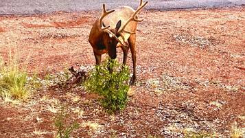 A deer in a natural setting with sparse vegetation and a concrete surface in the background.