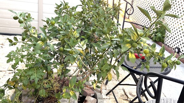Una planta en maceta con hojas verdes y frutos pequeños, colocada sobre una superficie de piedra cerca de una mesa y una silla de metal.