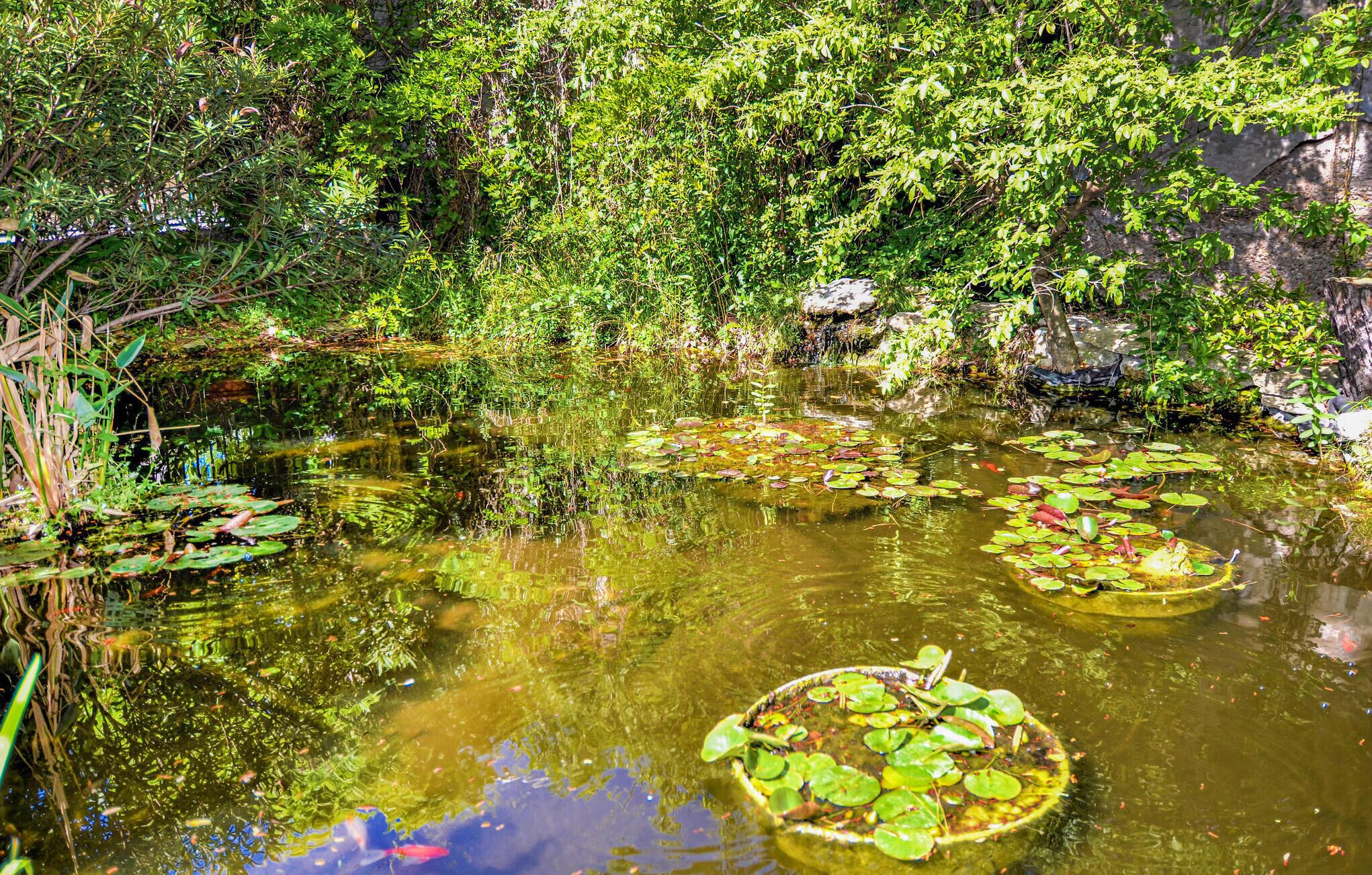 Ein Teich, umgeben von dichtem Grün und Felsen.