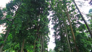 外觀
