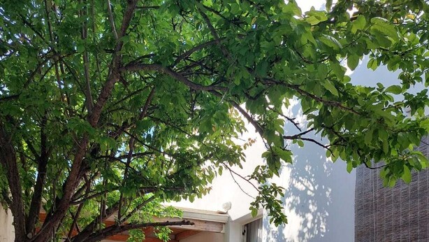 An outdoor dining area with a wooden table and benches, surrounded by a tree and a building with a kitchen visible in the background. - Appartamento al mare ad Ugento nel Salento (Ugento)