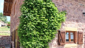 Un bâtiment en pierre avec un grand mur recouvert de lierre, des volets en bois et un banc en pierre.