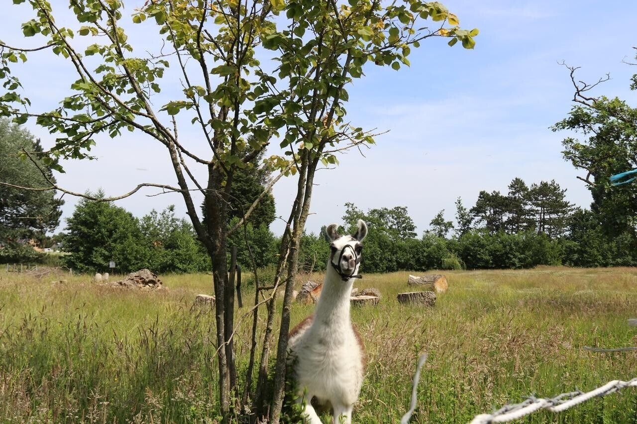 A llama standing in a grassy field with trees in the background.