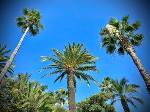Tall palm trees against a clear blue sky.
