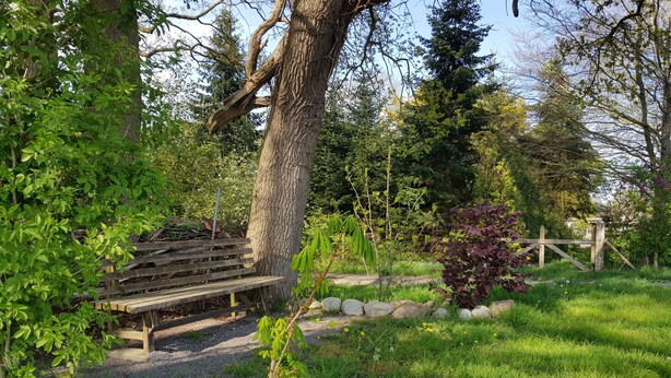 A wooden bench under a tree, surrounded by a grassy area with rocks and plants.