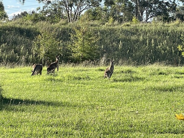 Un campo cubierto de hierba con tres canguros pastando.