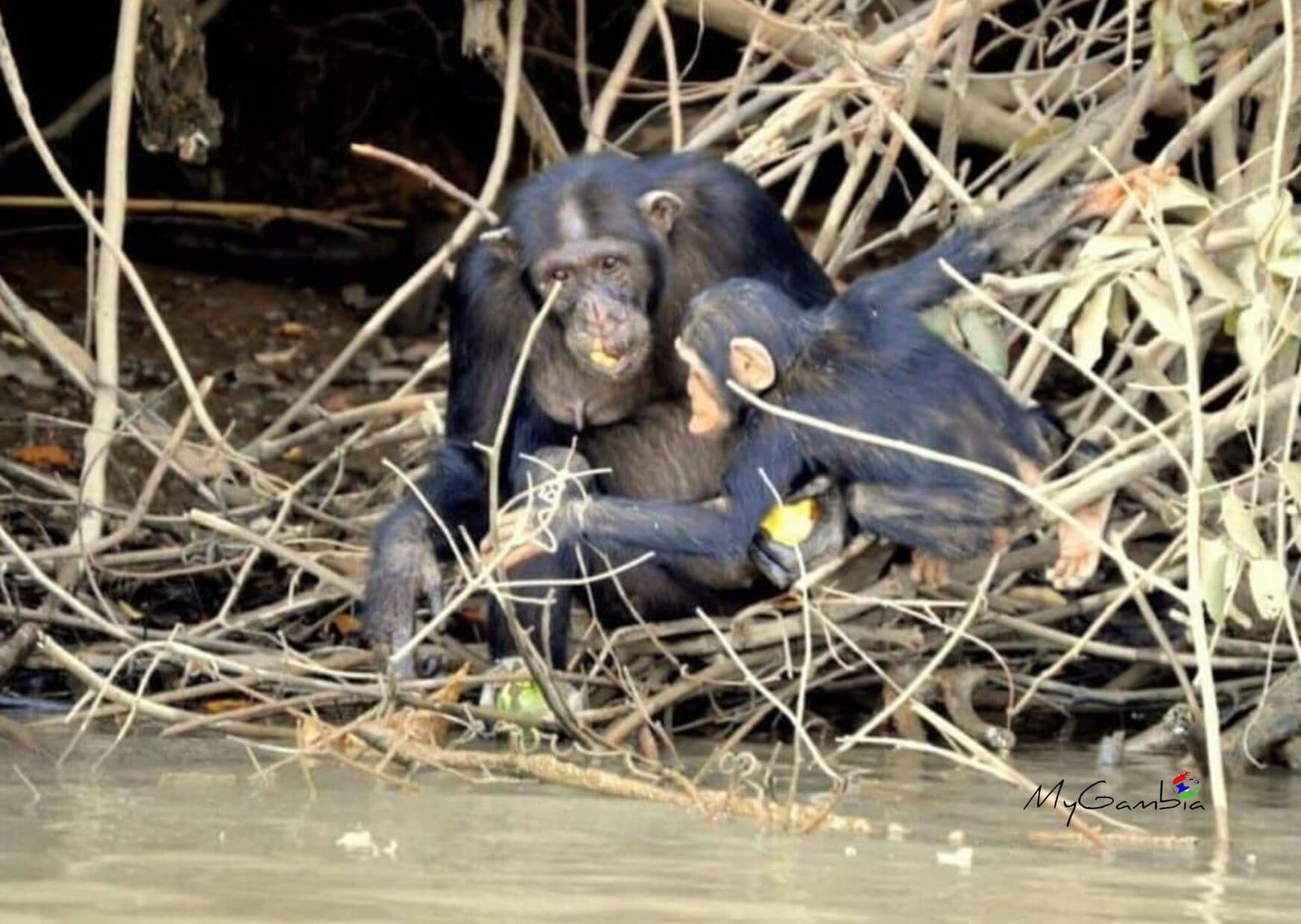Un chimpancé con un bebé en un entorno natural, con ramas y agua.