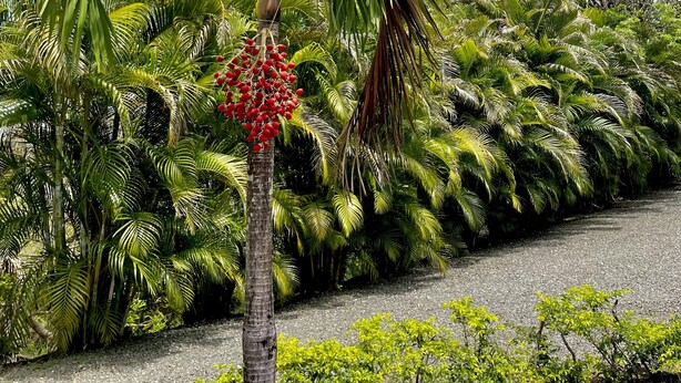 Un palmier aux fruits rouges, dans un jardin tropical.
