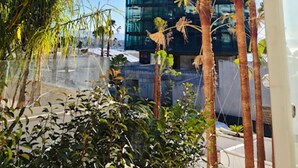 En moderne bygning med glasfacade, omgivet af palmer og anden vegetation.