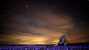 A person sitting in a field of purple flowers under a starry night sky.