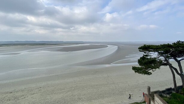 Una playa con una costa curva, un árbol en primer plano y un horizonte lejano.