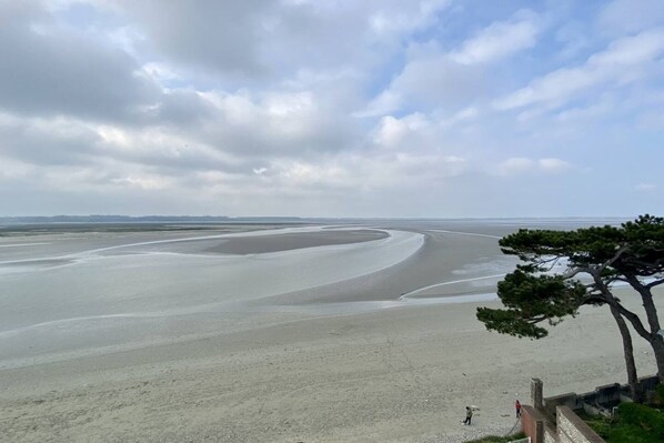 A beach with a curved shoreline, a tree in the foreground, and a distant horizon.
