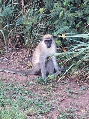 A monkey sitting among dense foliage. - 5 bedroom Villa with pool, walk to the beach (St Thomas Parish)