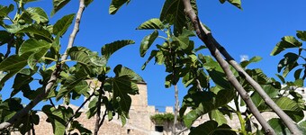 In old farmhouse in Apulia, large room with kitchen, bathroom, garden
