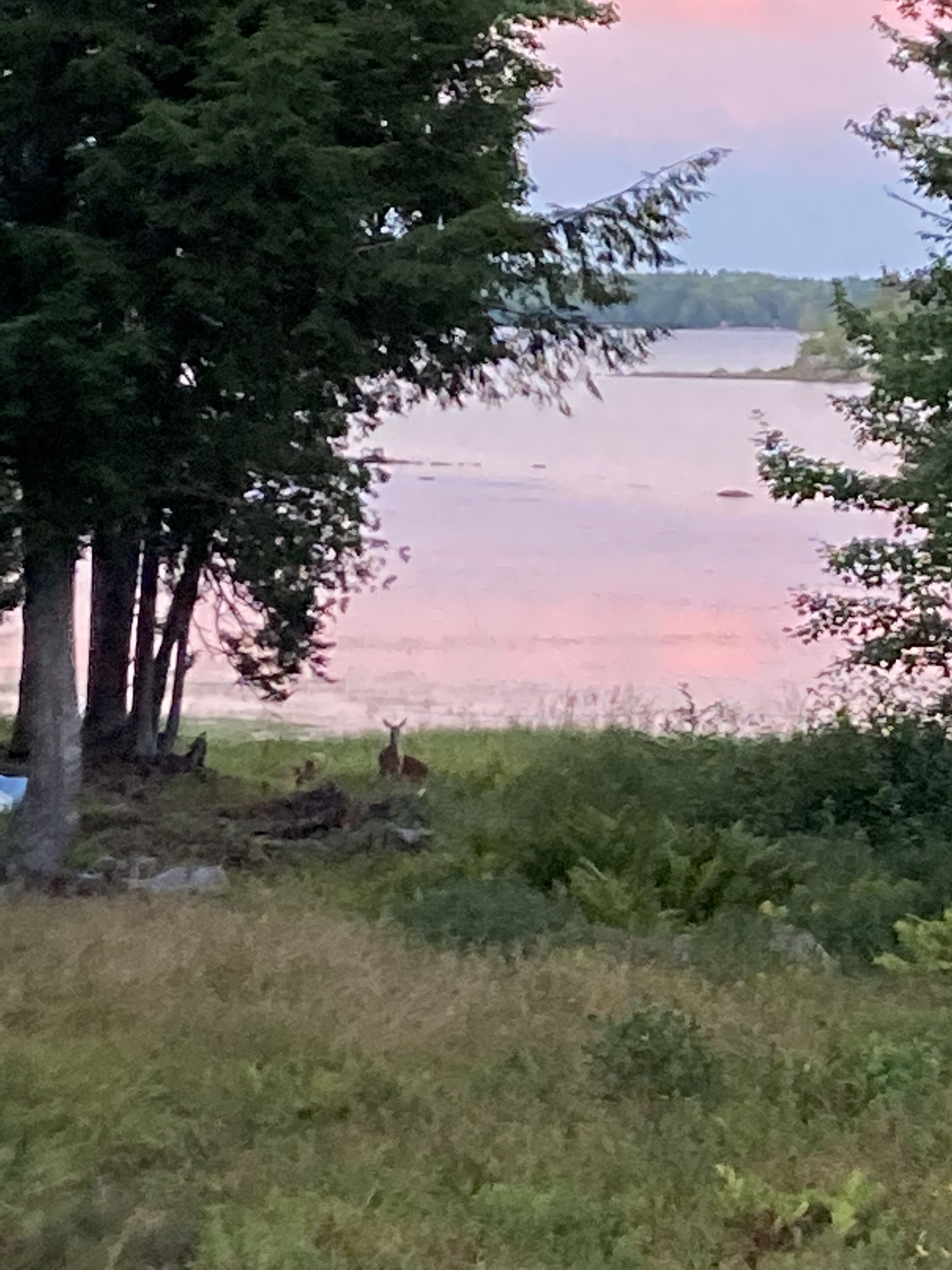 Paesaggio naturale con acqua, alberi e un cervo in primo piano.