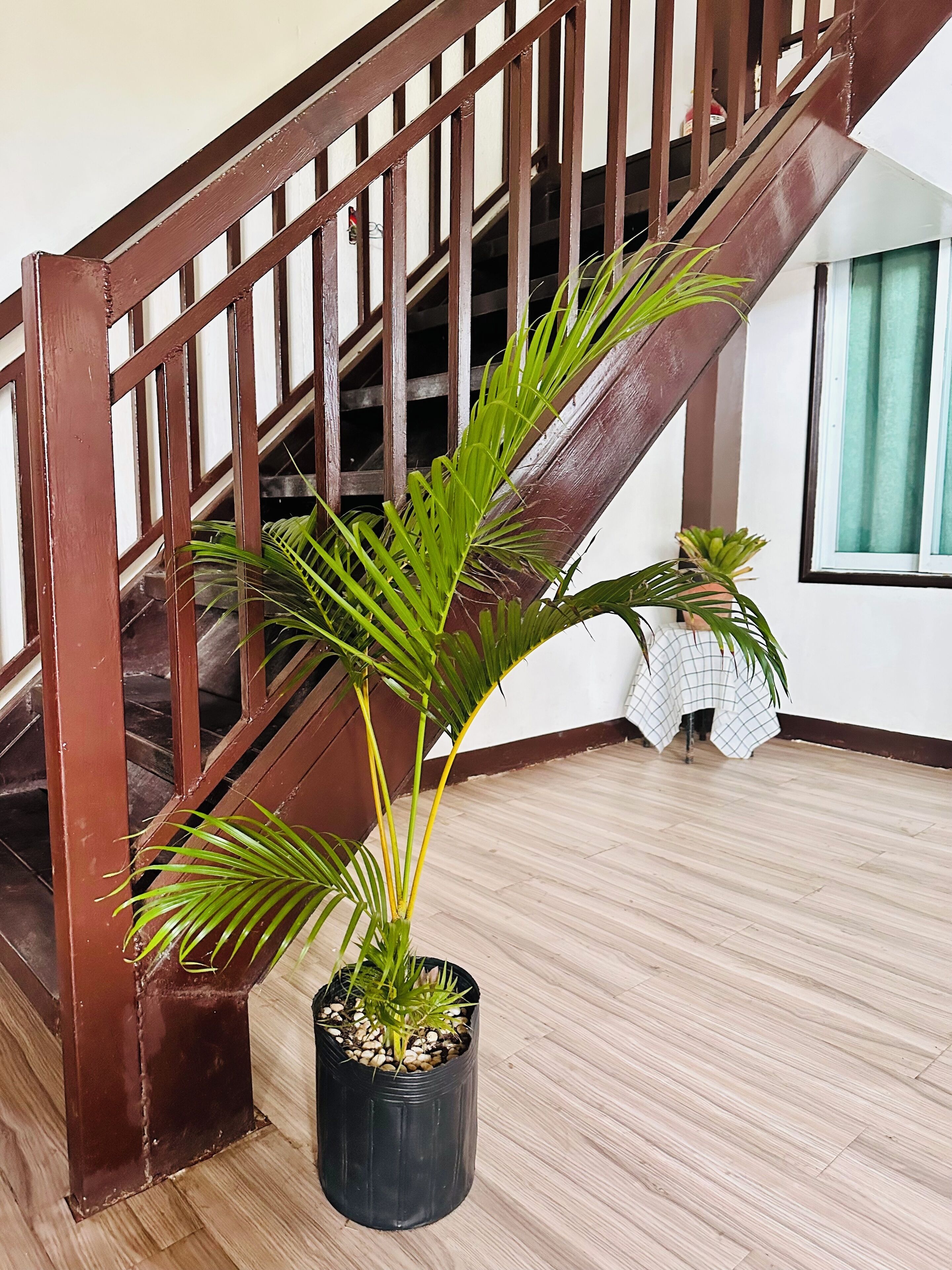 Photo - Amancio's Balai - Near the Airport, City Center!