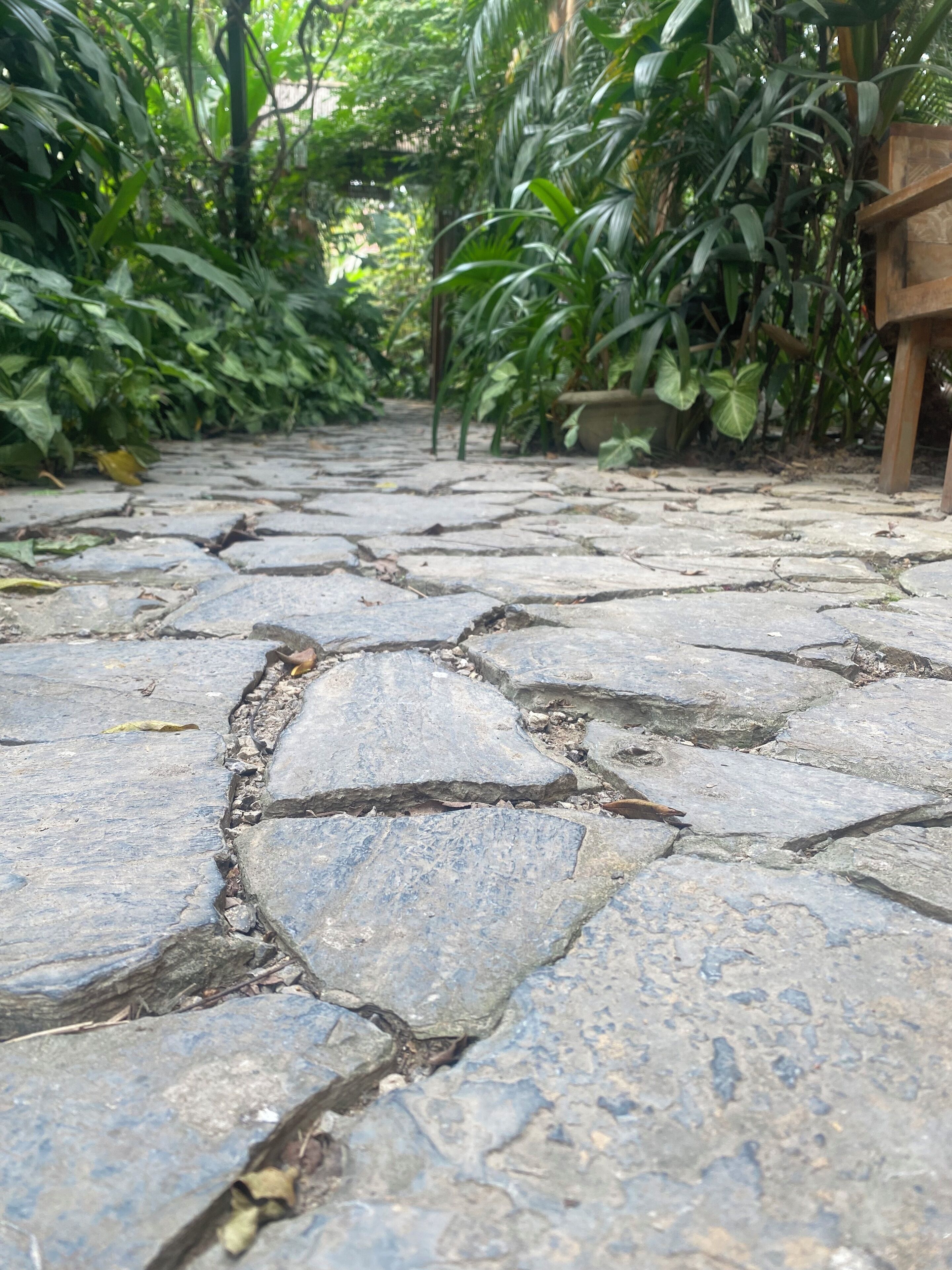 A stone pathway surrounded by lush greenery.