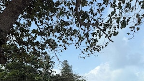 Escena de playa con una persona columpiándose en un columpio bajo un árbol.