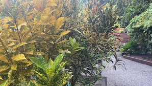 A garden with various plants and a gravel path.