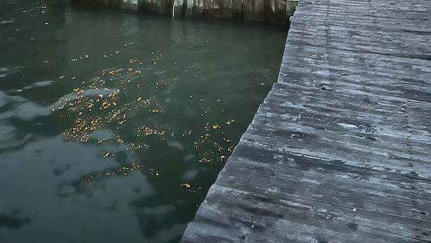 A wooden dock extending over water with a railing, a stone building in the background, and string lights overhead. - Boat House Studio - Water Front Pets Wifi Smart Tv Apts by RedAwning (Norfolk)