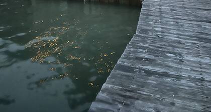 Boat House Studio - Water Front Pets Wifi Smart Tv Apts by RedAwning